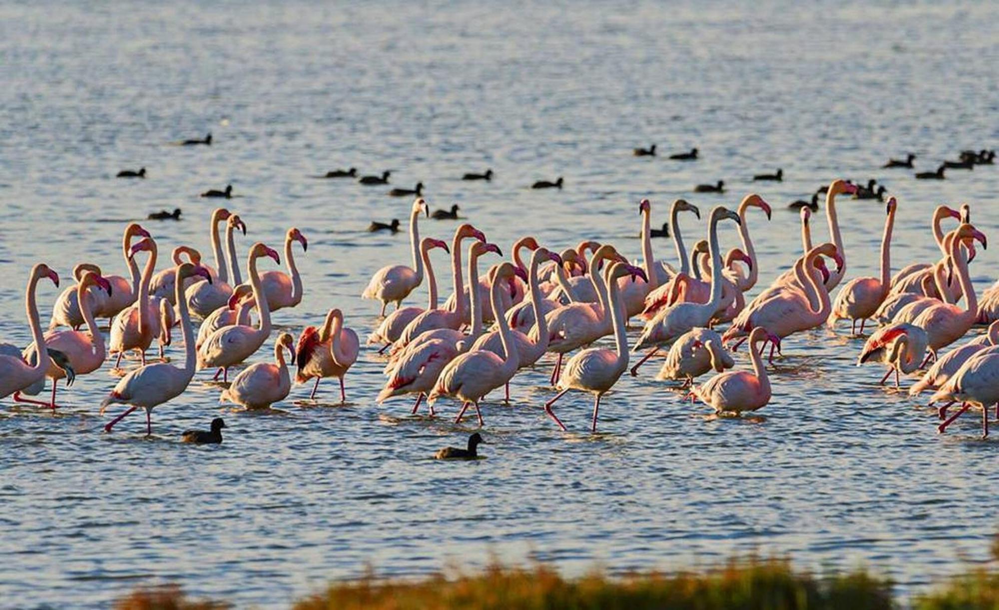 Quet - Casa Rural Con Piscina Privada En El Delta Del Ebro - Deltavacaciones Deltebre Eksteriør billede